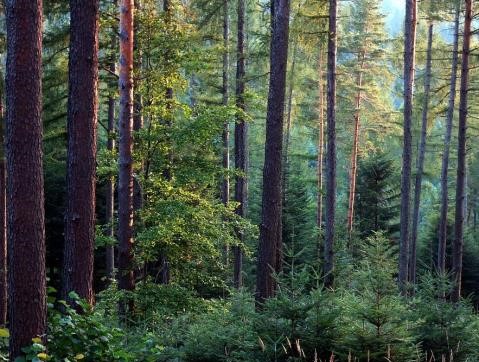 Aktualizacja obszarów objętych wstrzymaniem/ograniczeniem pozyskania drewna w odniesieniu do polecenia Ministra Klimatu i Środowiska z dnia 8 stycznia 2024r.