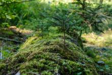 Rola martwych drzew w odnowieniu lasu – leśne „piastunki”